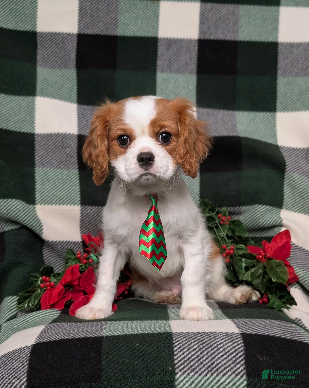 Cavalier King Charles Spaniel dogs for sale: Watkins - Ad 1