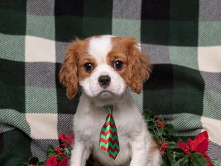 Cavalier King Charles Spaniel dogs Watkins - Ad 36