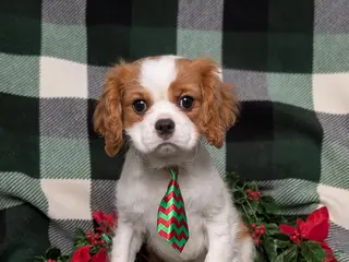 Cavalier King Charles Spaniel dogs Watkins - Ad 32