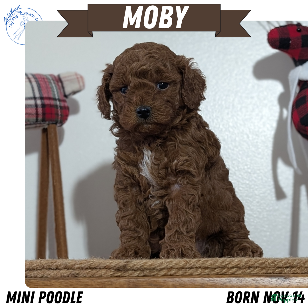 Miniature Poodle dogs Moby - Ad 4