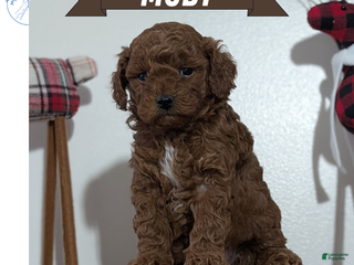Miniature Poodle dogs Moby - Ad 4