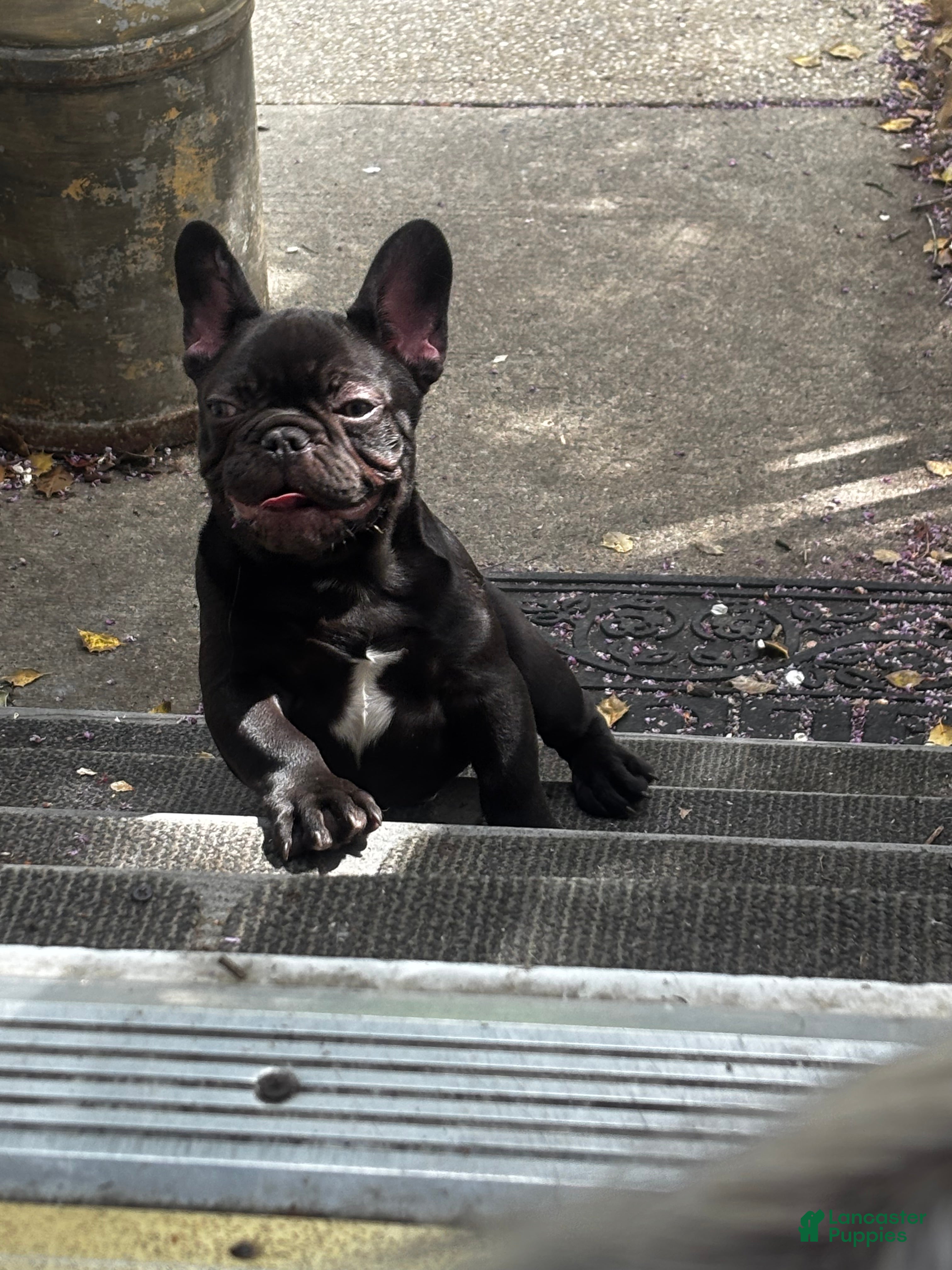 Mixed Breed dogs  Cookie Frenchie-Doodle - Ad 2