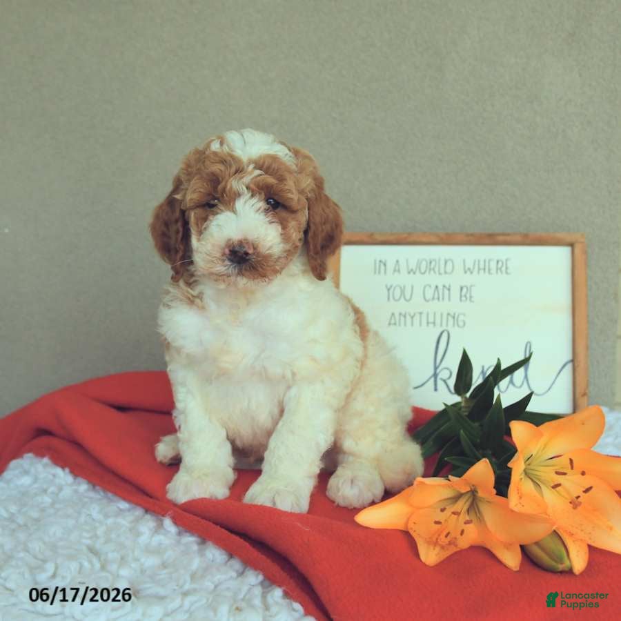 Mini Goldendoodle dogs Spirit - Ad 1