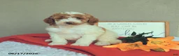 Mini Goldendoodle dogs for sale: Spirit - Ad 1