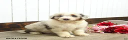 Aussiedoodle dogs for sale: Queen Bee - Ad 1