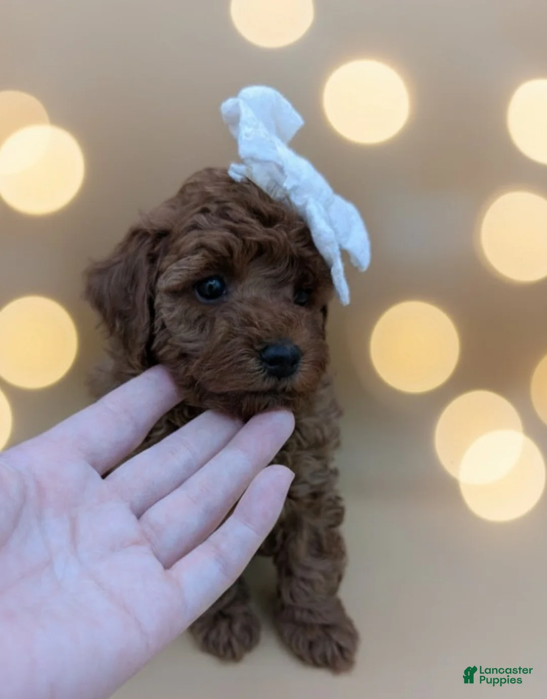 Toy Poodle dogs for sale: Olivia 🤍 - Ad 12