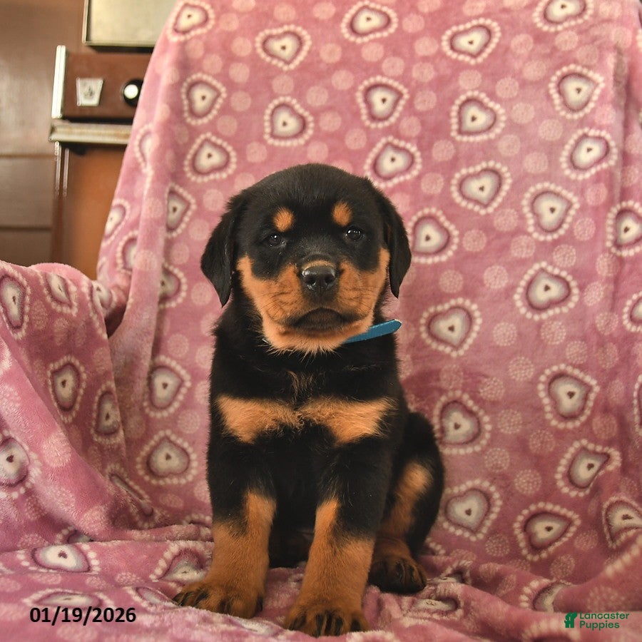 Rottweiler dogs Serena  - Ad 2