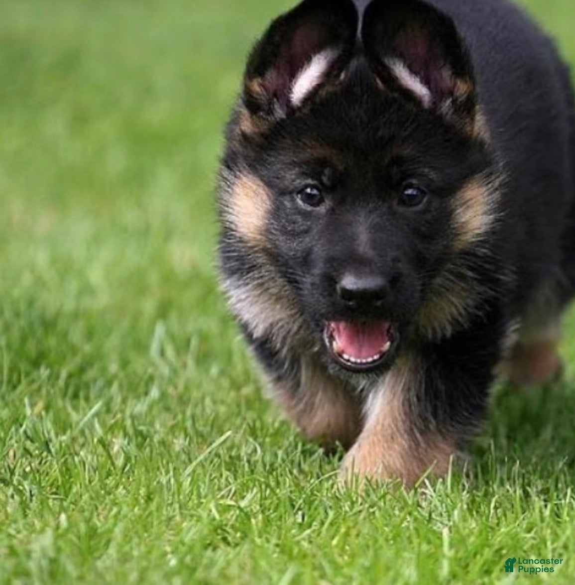 German Shepherd dogs Lacey - Ad 1