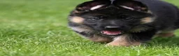 German Shepherd dogs for sale: Lacey - Ad 1