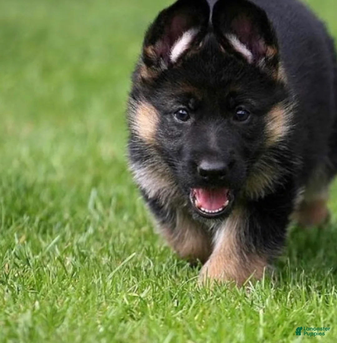 German Shepherd dogs for sale: Lacey - Ad 1