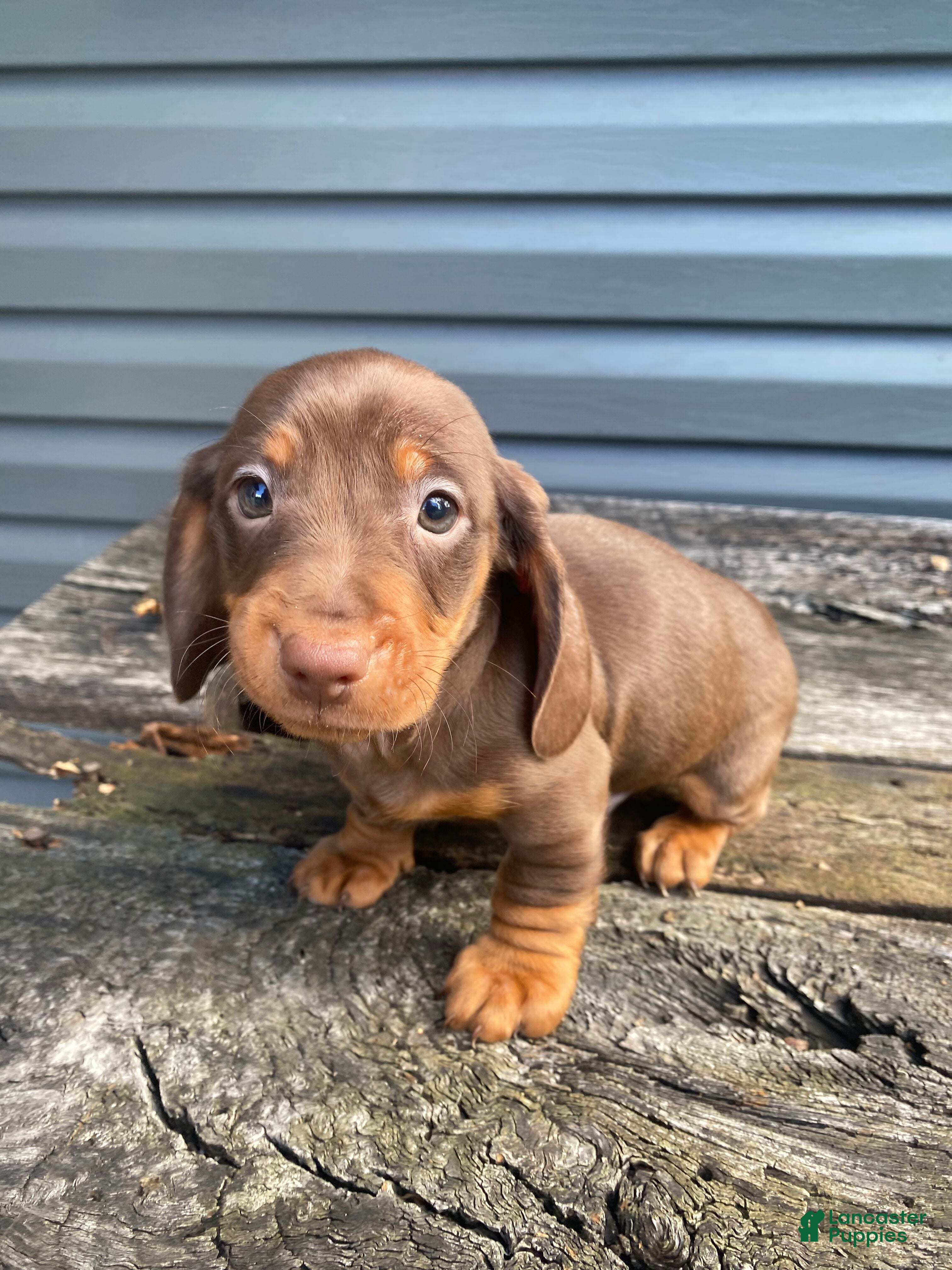 Miniature Dachshund dogs Maverick - Ad 2