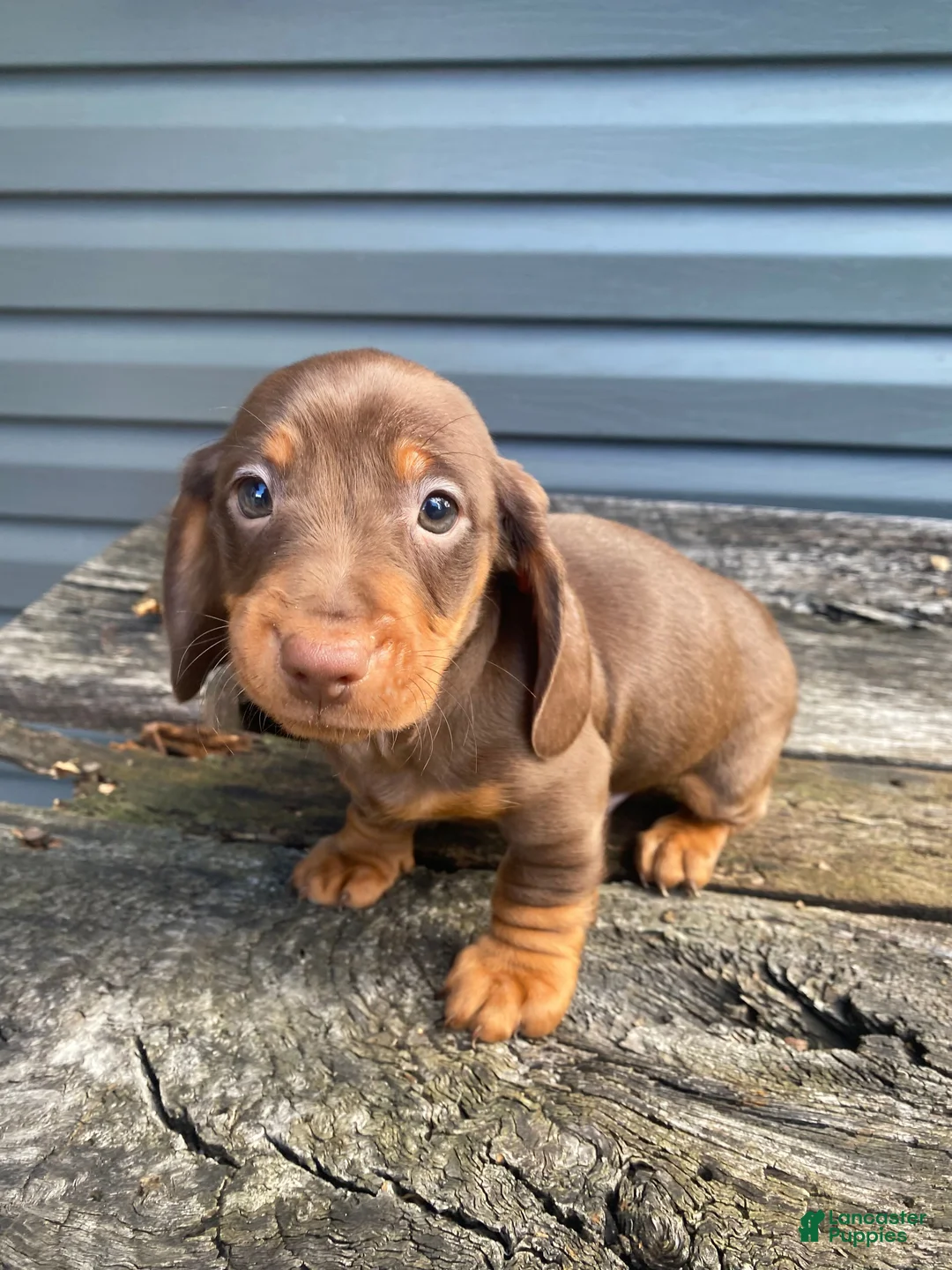 Miniature Dachshund dogs for sale: Maverick - Ad 2