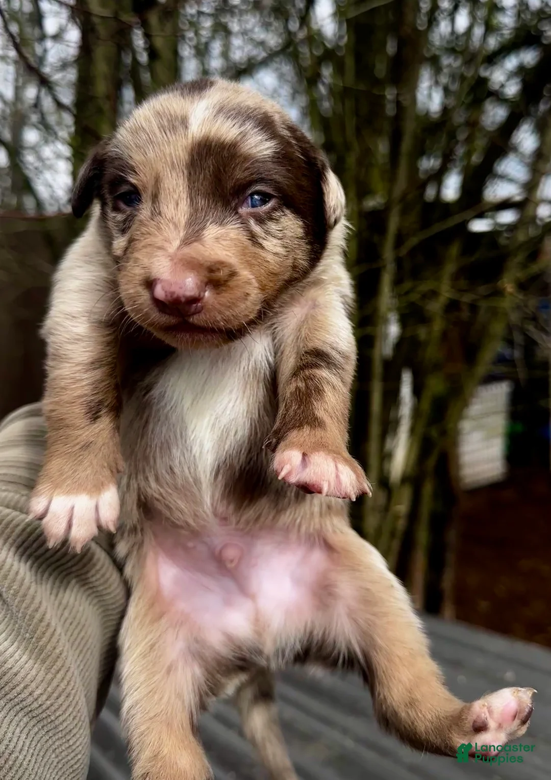 Mixed Breed dogs for sale: Kelpie/ McNab 1/4 Border Collie Puppy 6 - Ad 1