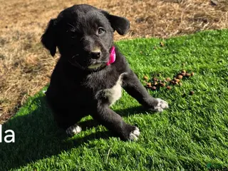 Mixed Breed dogs for sale: Stella - Ad 3