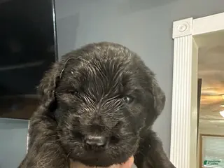 Golden Shepherd dogs Boy 2 - Ad 5