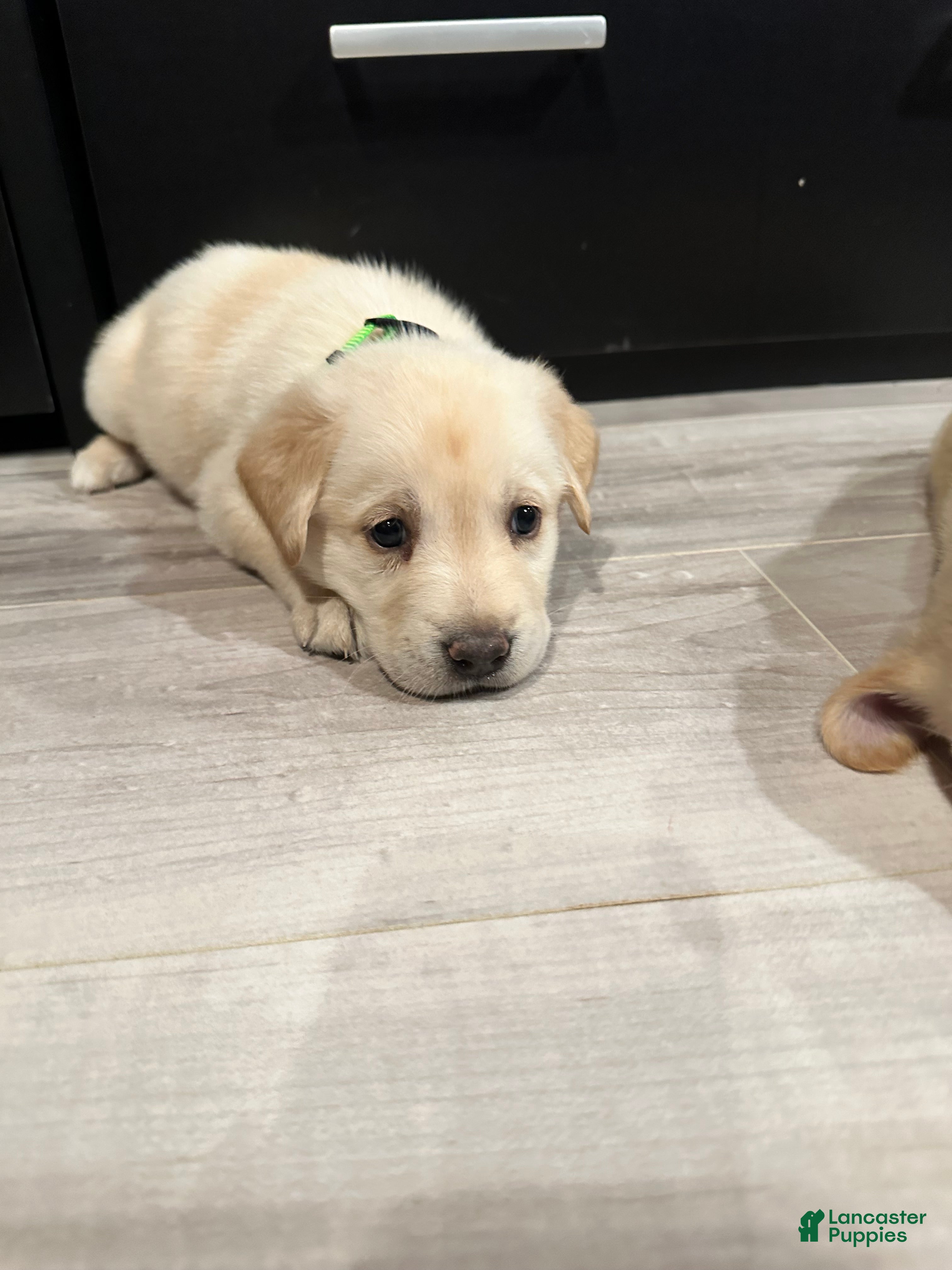 Mixed Breed dogs Yoshi - Ad 26