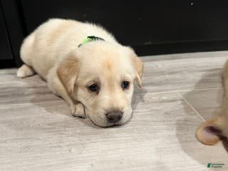 Mixed Breed dogs Yoshi - Ad 26