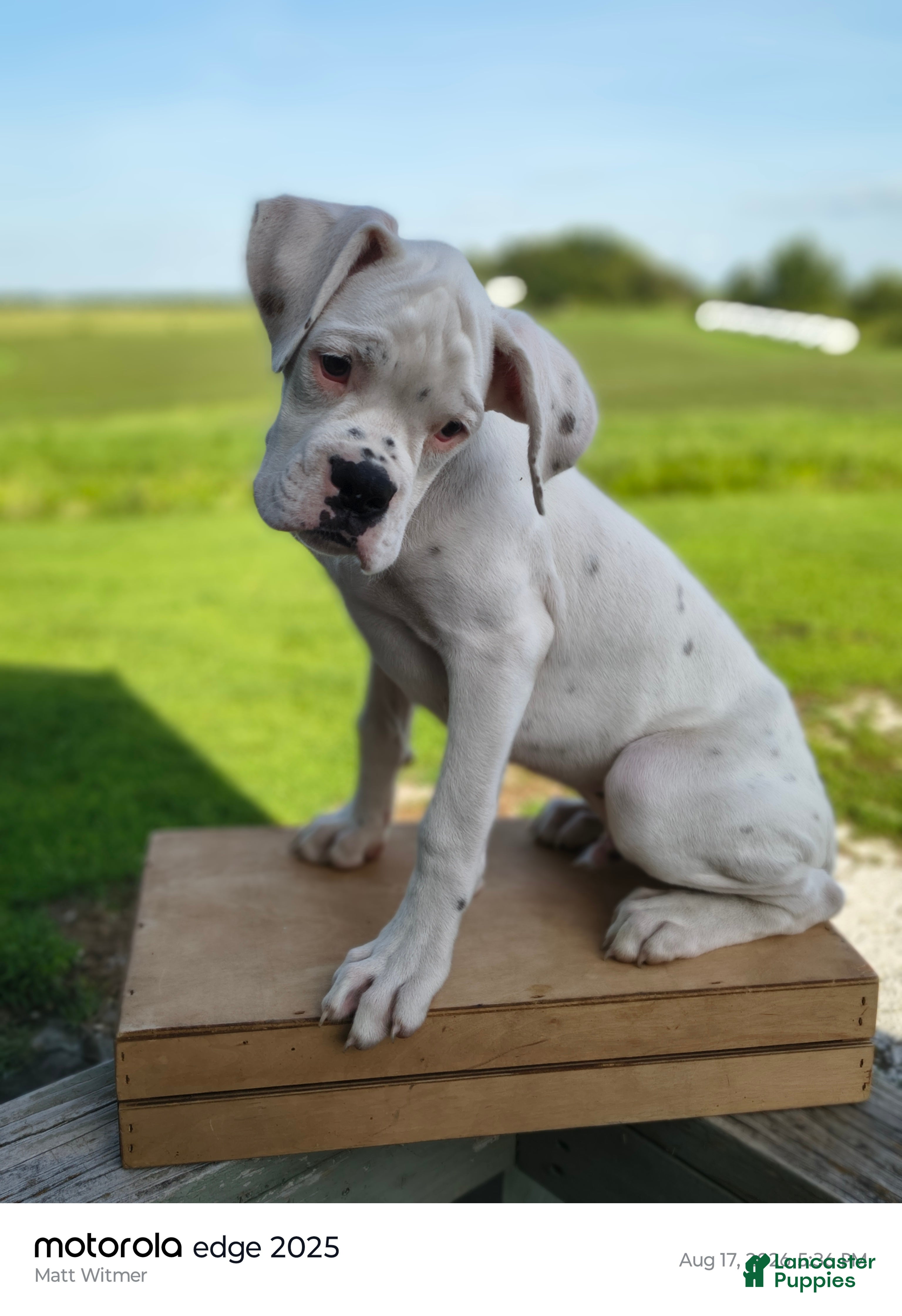 Boxer dogs Thyme - Ad 1