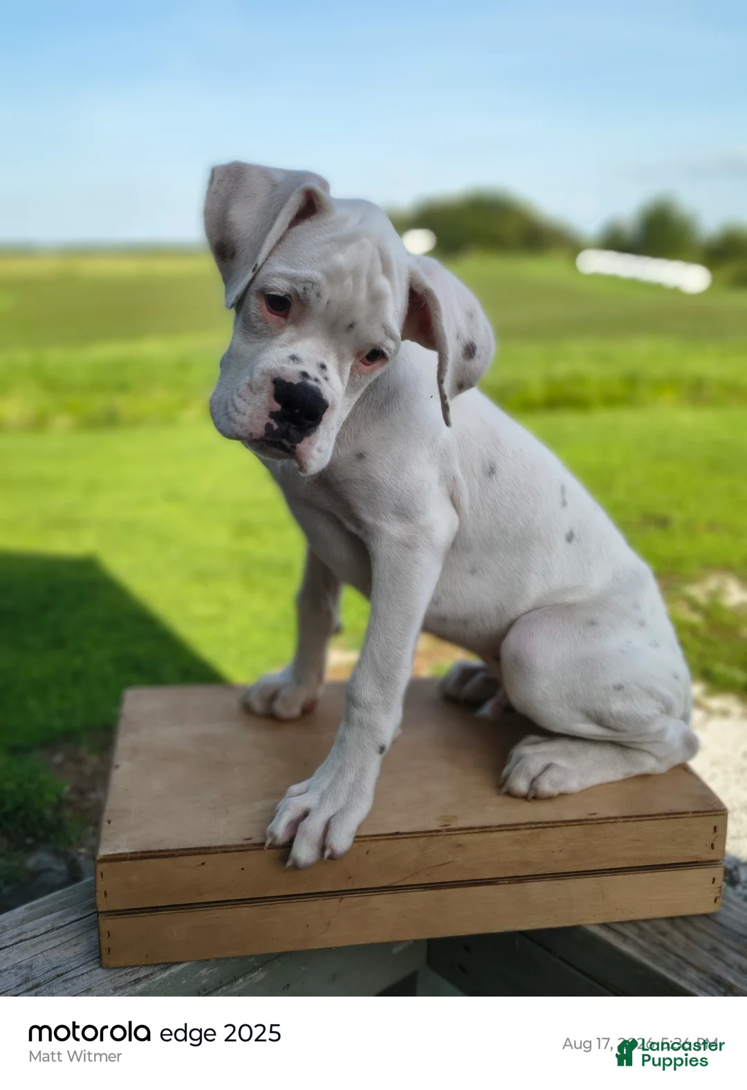 Boxer dogs for sale: Thyme - Ad 1