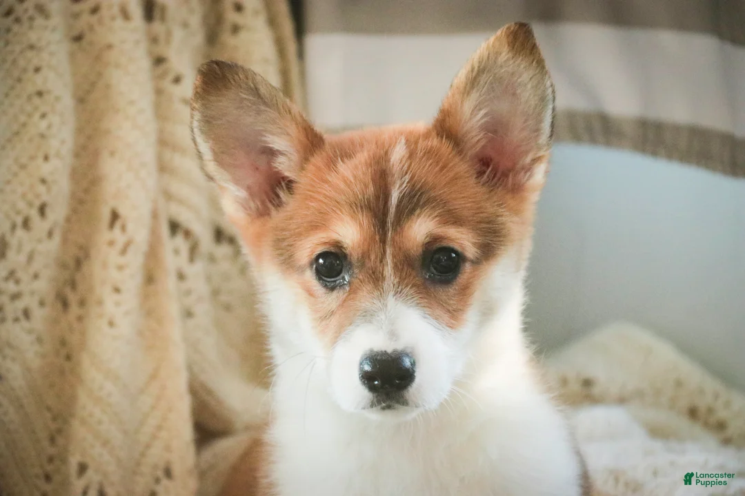 Welsh Corgi Pembroke dogs for sale: Waffle - Ad 2