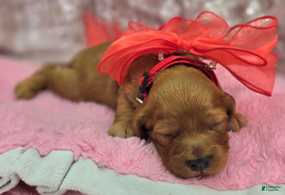 Cockapoo dogs for sale: Sundog - Ad 4