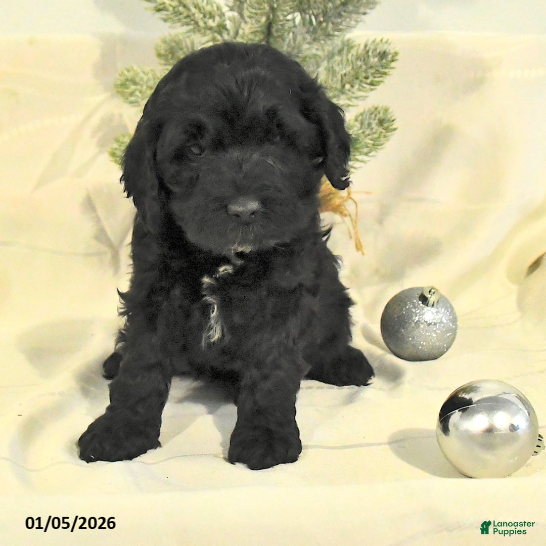 Cockapoo dogs for sale: Barkley - Ad 2