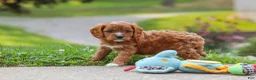 Cavapoo dogs for sale: Maverick - Ad 5