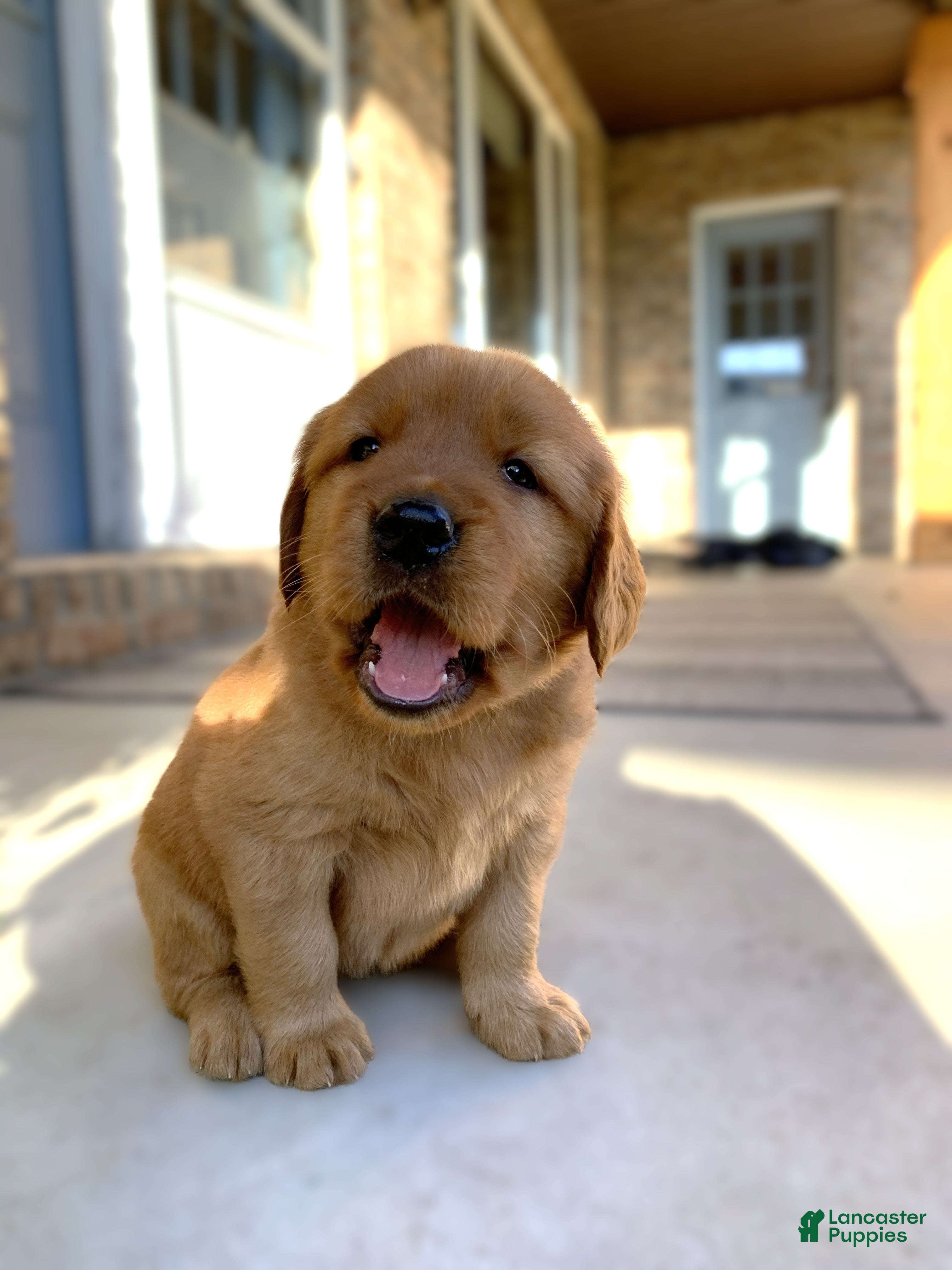 Golden Retriever dogs Rhea - Ad 2