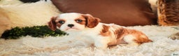 Cavalier King Charles Spaniel dogs for sale: Flora Jo - Ad 5