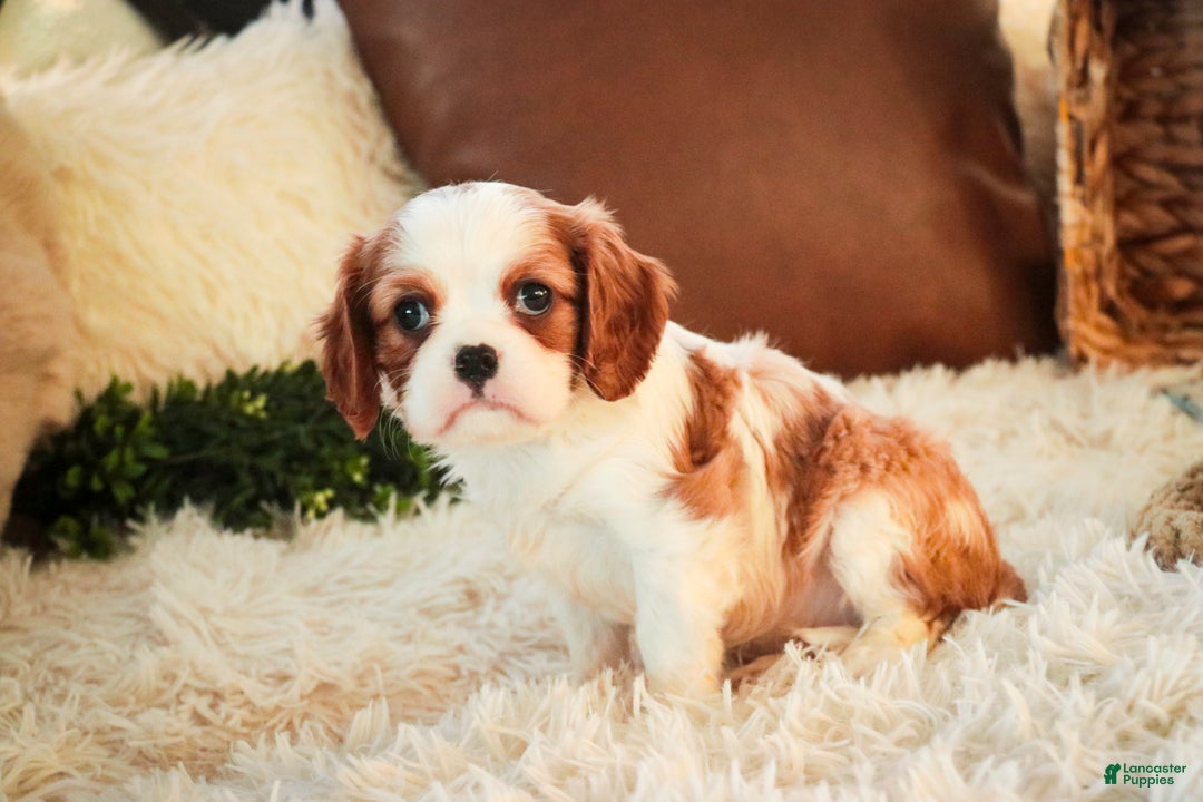Cavalier King Charles Spaniel dogs for sale: Flora Jo - Ad 5