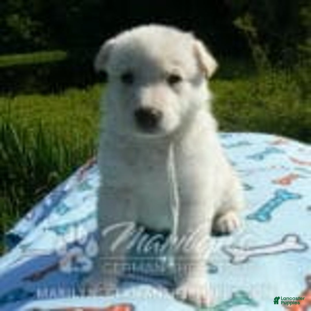 Long Coat White German Shepherd Pups German Shepherd Long Coat - Main Image