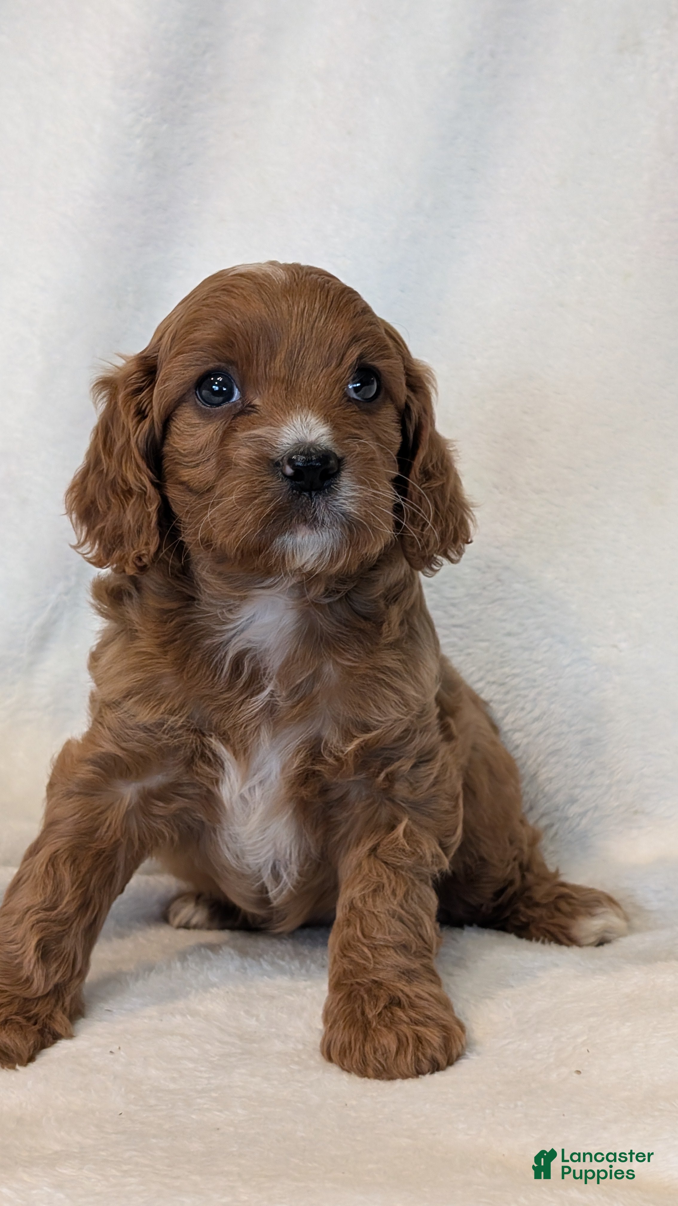 Cavapoo dogs for sale: Willow  - Ad 1