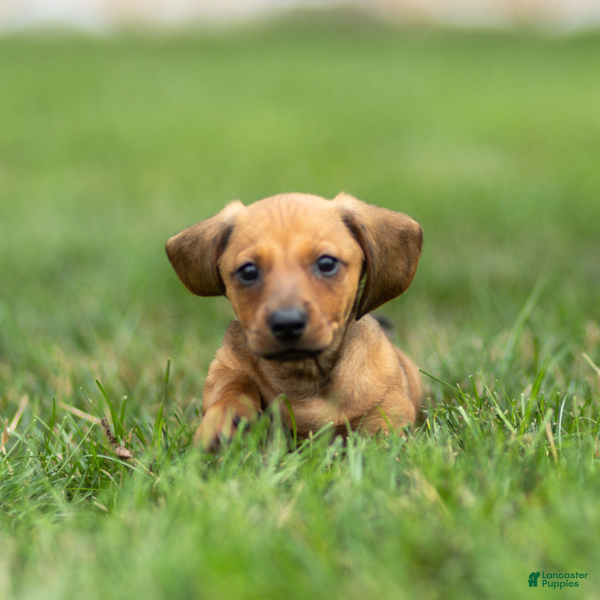 Miniature Dachshund dogs Mikey Miniature Dachshund  - Ad 2
