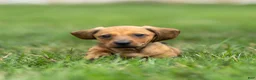 Miniature Dachshund dogs for sale: Mikey Miniature Dachshund  - Ad 2