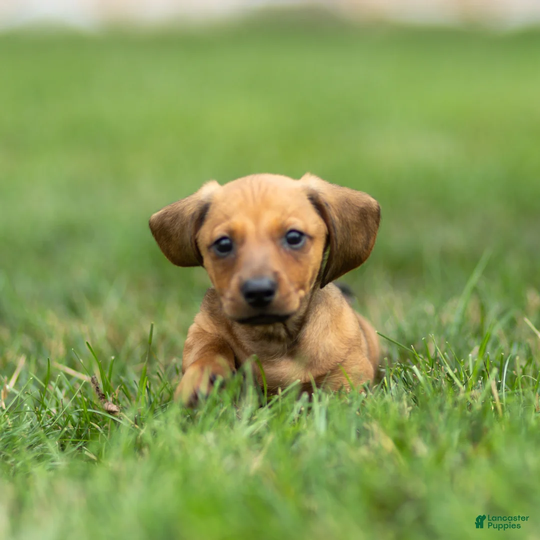Miniature Dachshund dogs for sale: Mikey Miniature Dachshund  - Ad 2