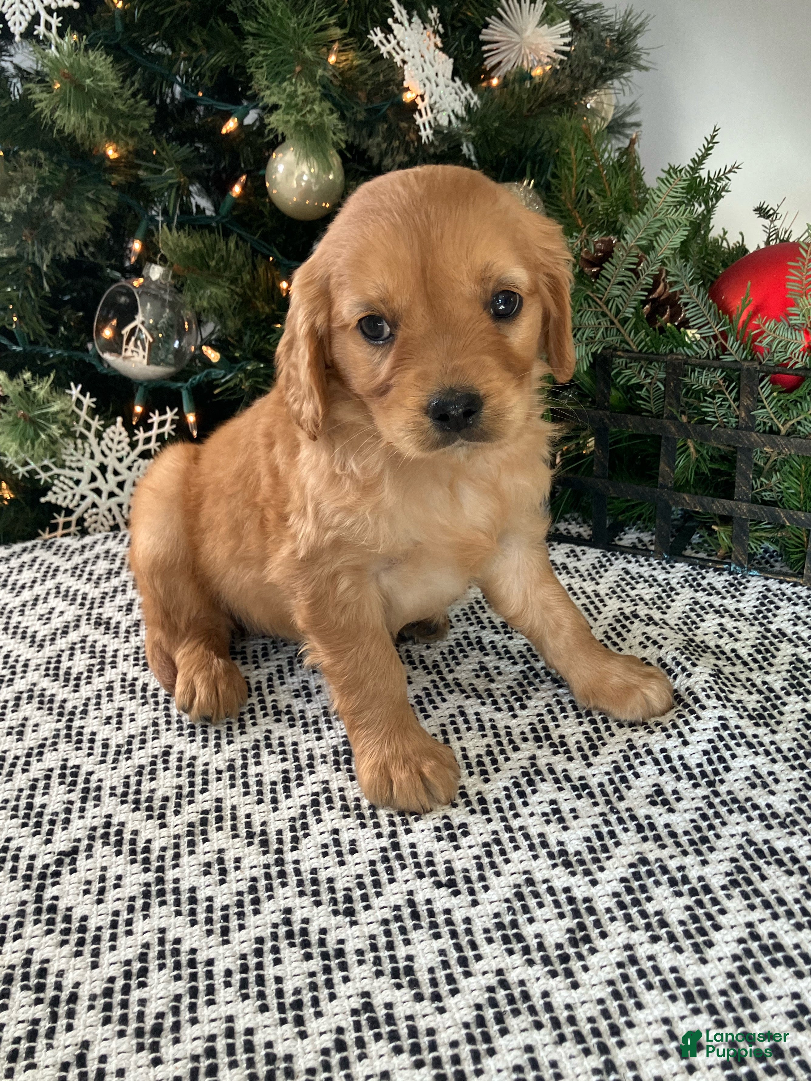 Miniature Golden Retriever dogs Luna - Ad 10