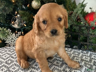 Miniature Golden Retriever dogs Luna - Ad 29