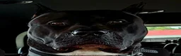 Presa Canario dogs for sale: Mr Neon  - Ad 14
