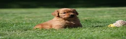 Golden Retriever dogs for sale: Frankie - Ad 8