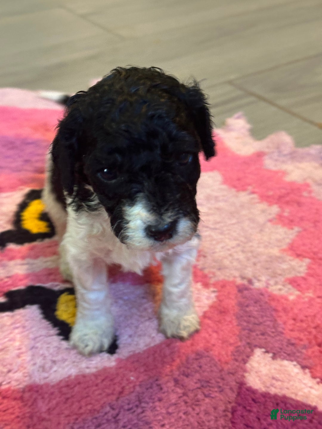 Mini Goldendoodle dogs for sale: Mini Goldendoodle Puppy 1 - Ad 2