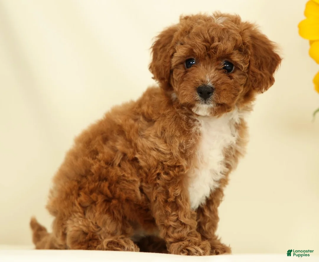 Cavapoo dogs for sale: Megan - Ad 2
