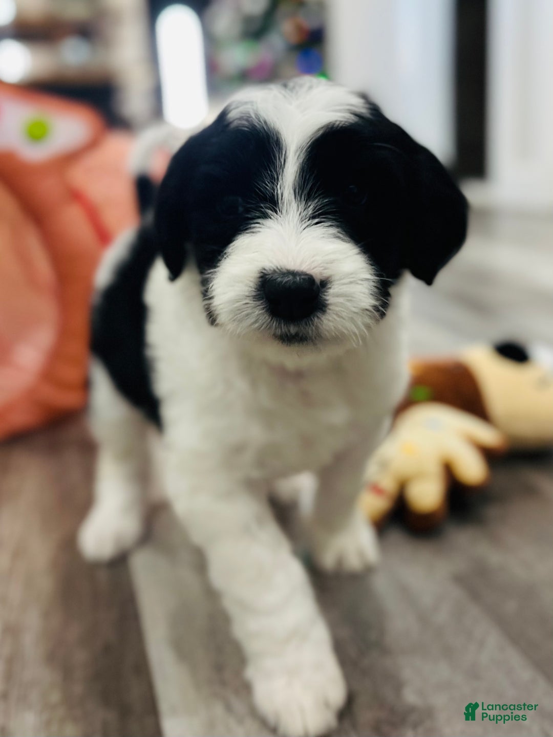 Sheepadoodle dogs for sale: Sheepadoodle Puppy 3 - Ad 6