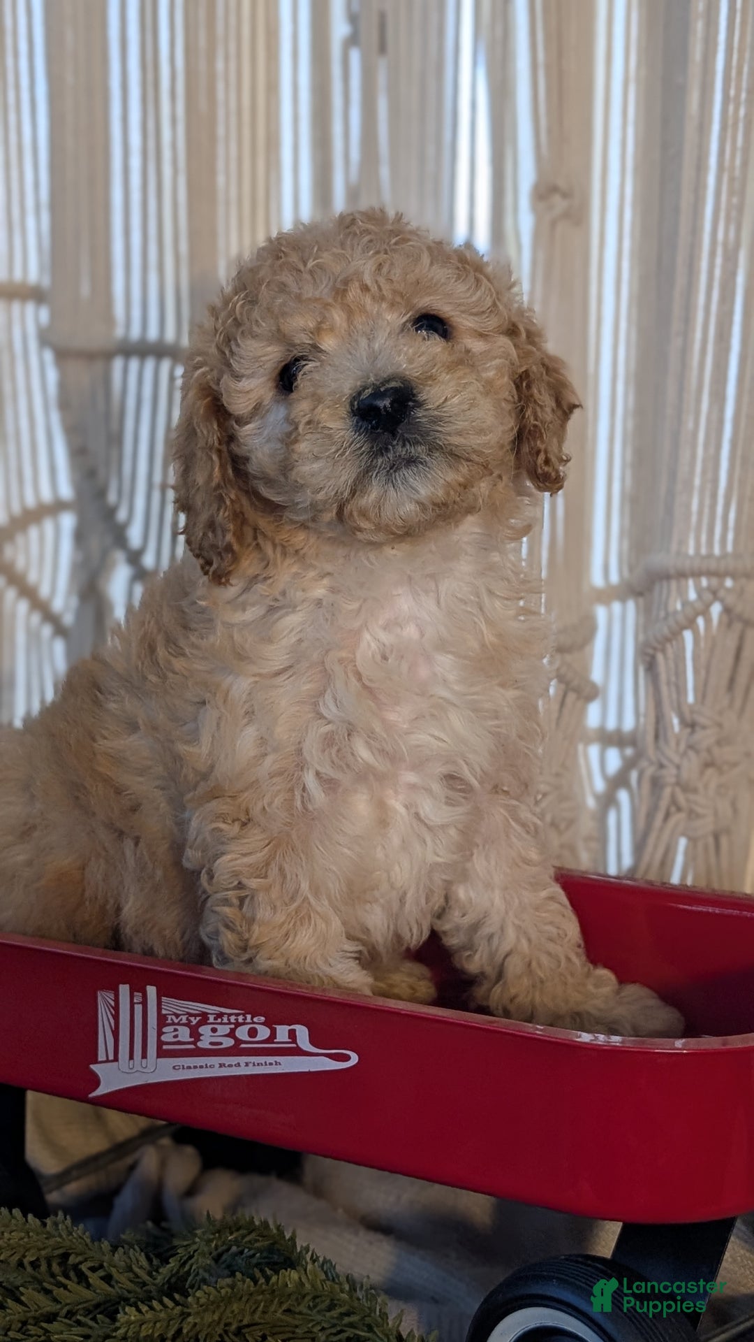 Cavapoo dogs for sale: Azzi - Ad 4