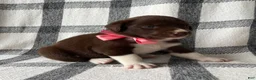 Mixed Breed dogs for sale: Gracie - Ad 3