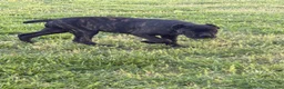 Cane Corso dogs for sale: Yellow  - Ad 4