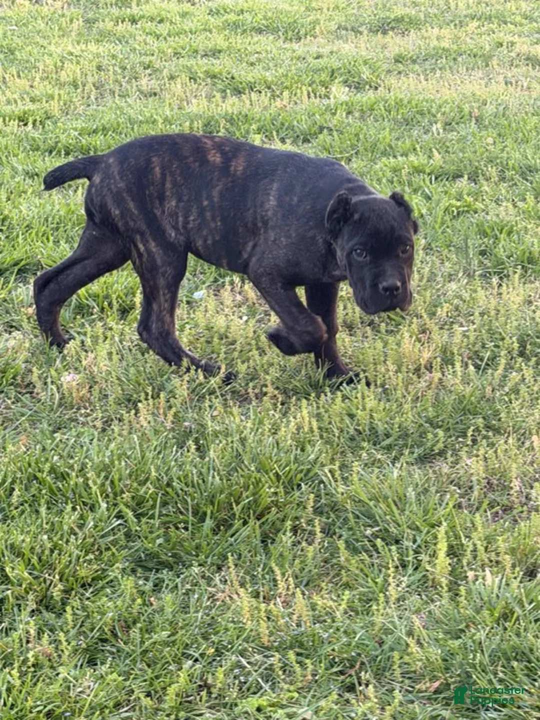 Cane Corso dogs for sale: Yellow  - Ad 4