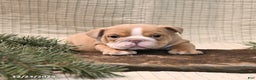 English Bulldog dogs for sale: Jingles - Ad 2