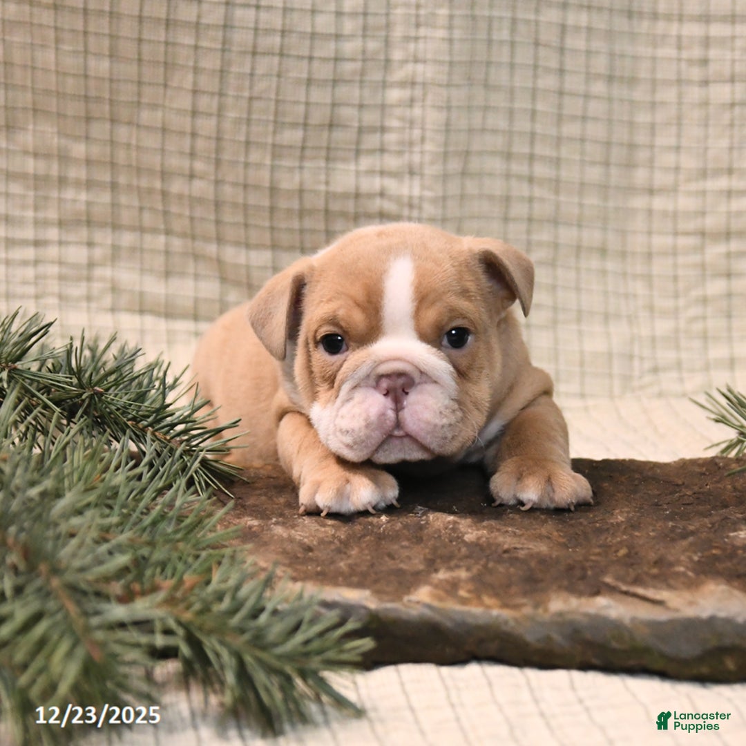 English Bulldog dogs for sale: Jingles - Ad 2