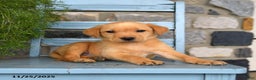 Labrador Retriever dogs for sale: ChexMix - Ad 3