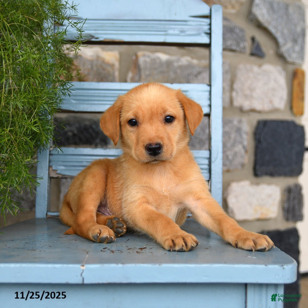 Labrador Retriever dogs for sale: ChexMix - Ad 3